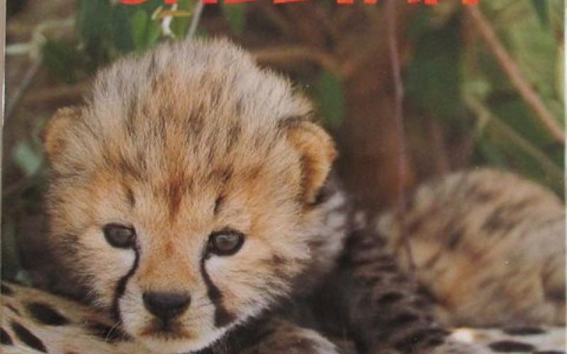 Front cover of Cheetah by Suzi Eszterhas