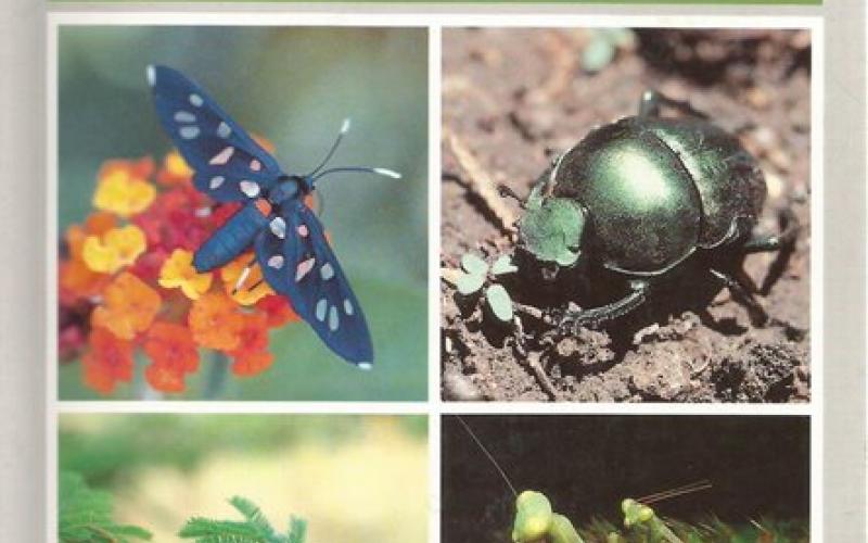 Front Cover of Field Guide to the Insects of the Kruger National Park by Leo Braack